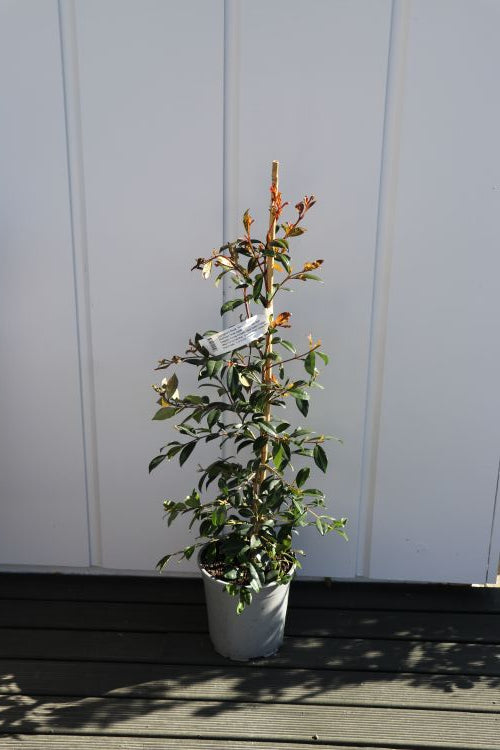 Eugenia  - Syzygium Hedgemaster - Lilly Pilly