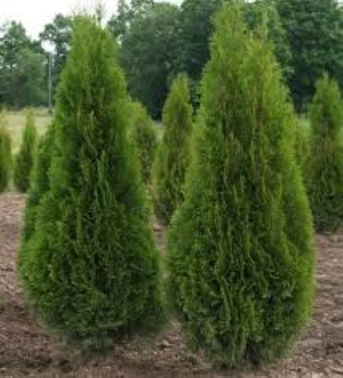 Thuja Smaragd