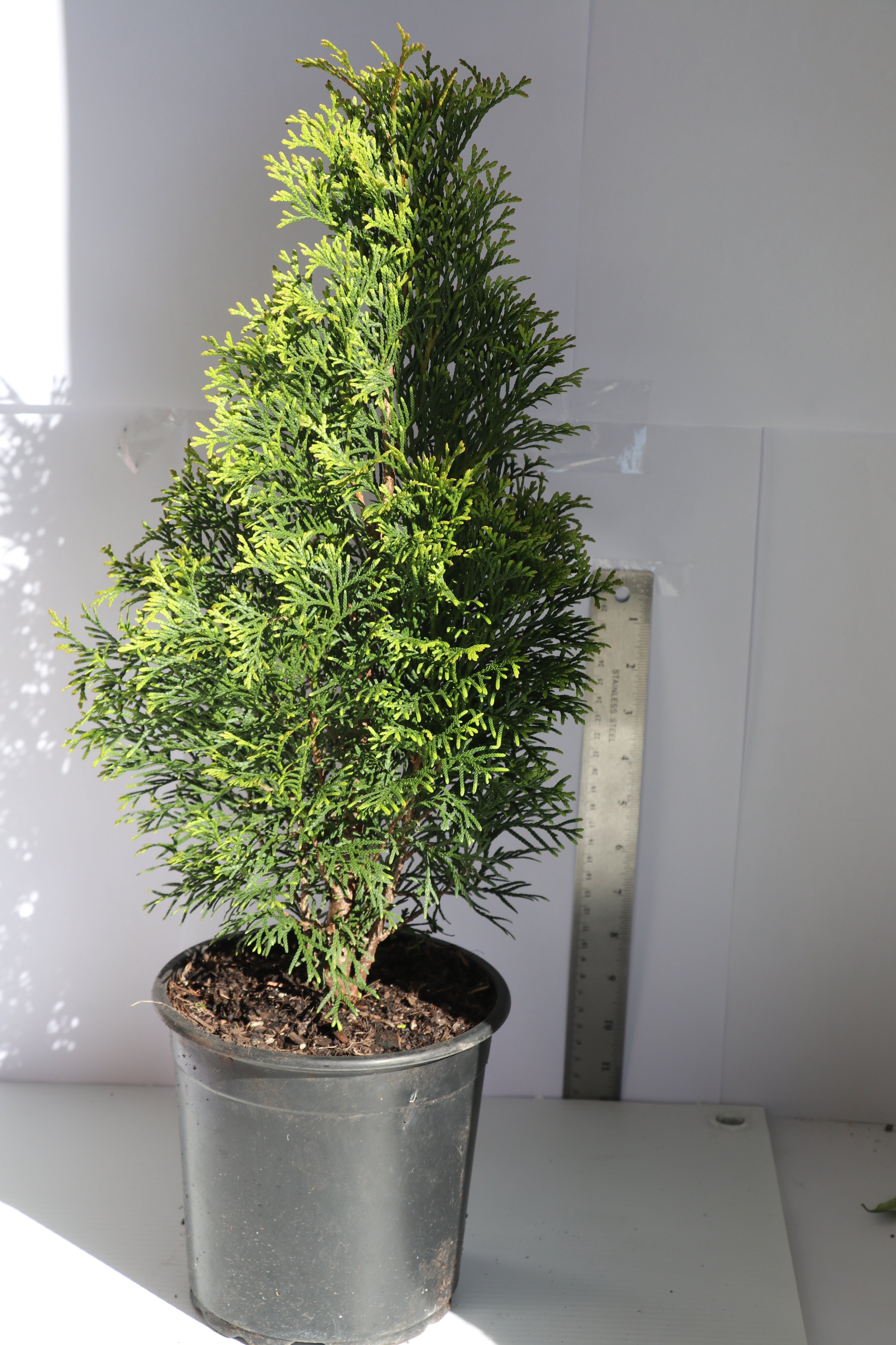 Thuja Smaragd