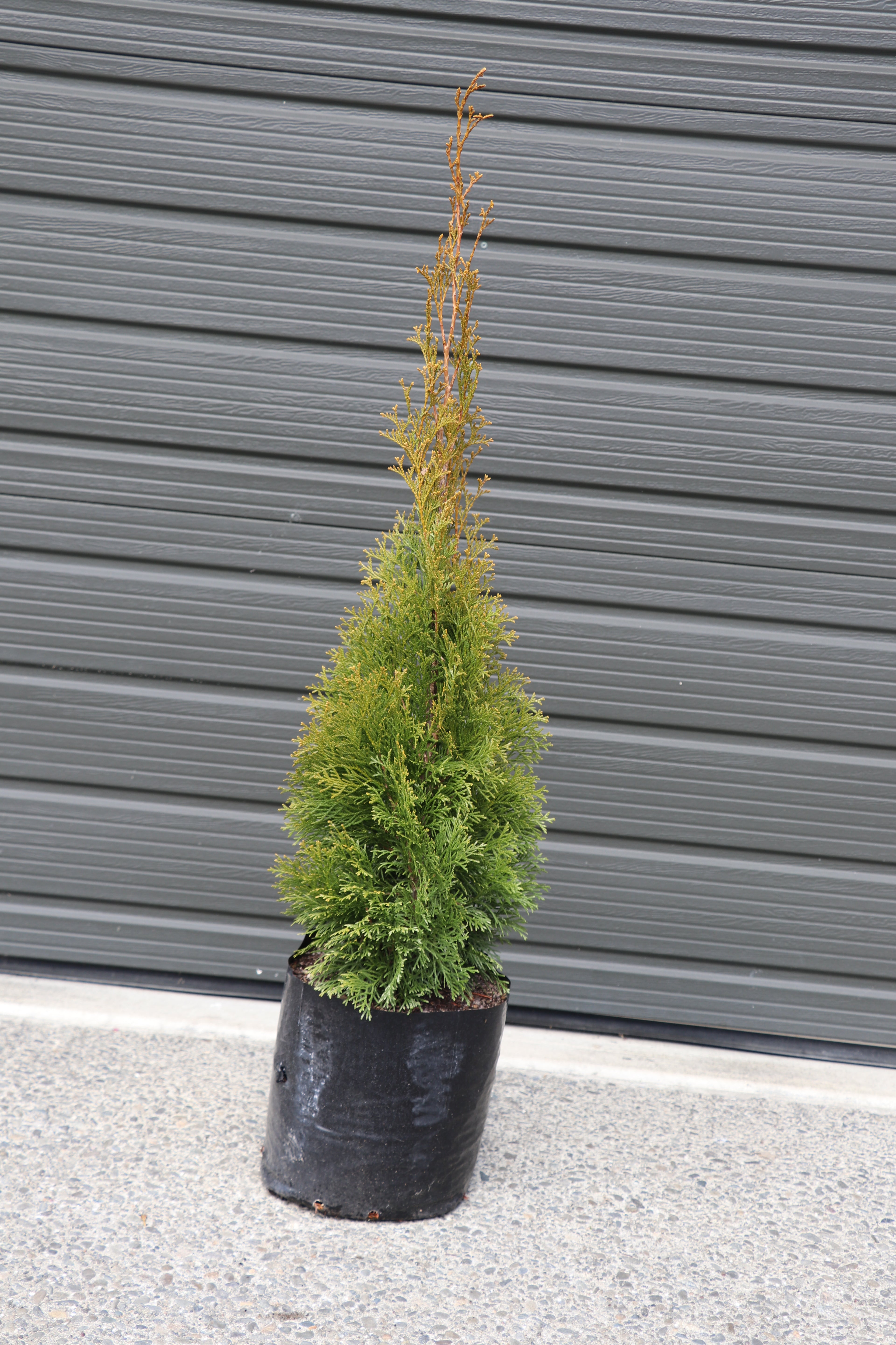 Thuja Smaragd
