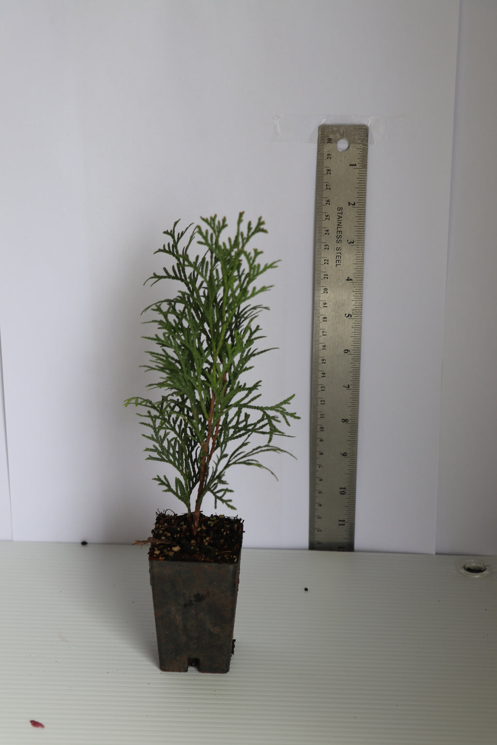 Thuja Smaragd