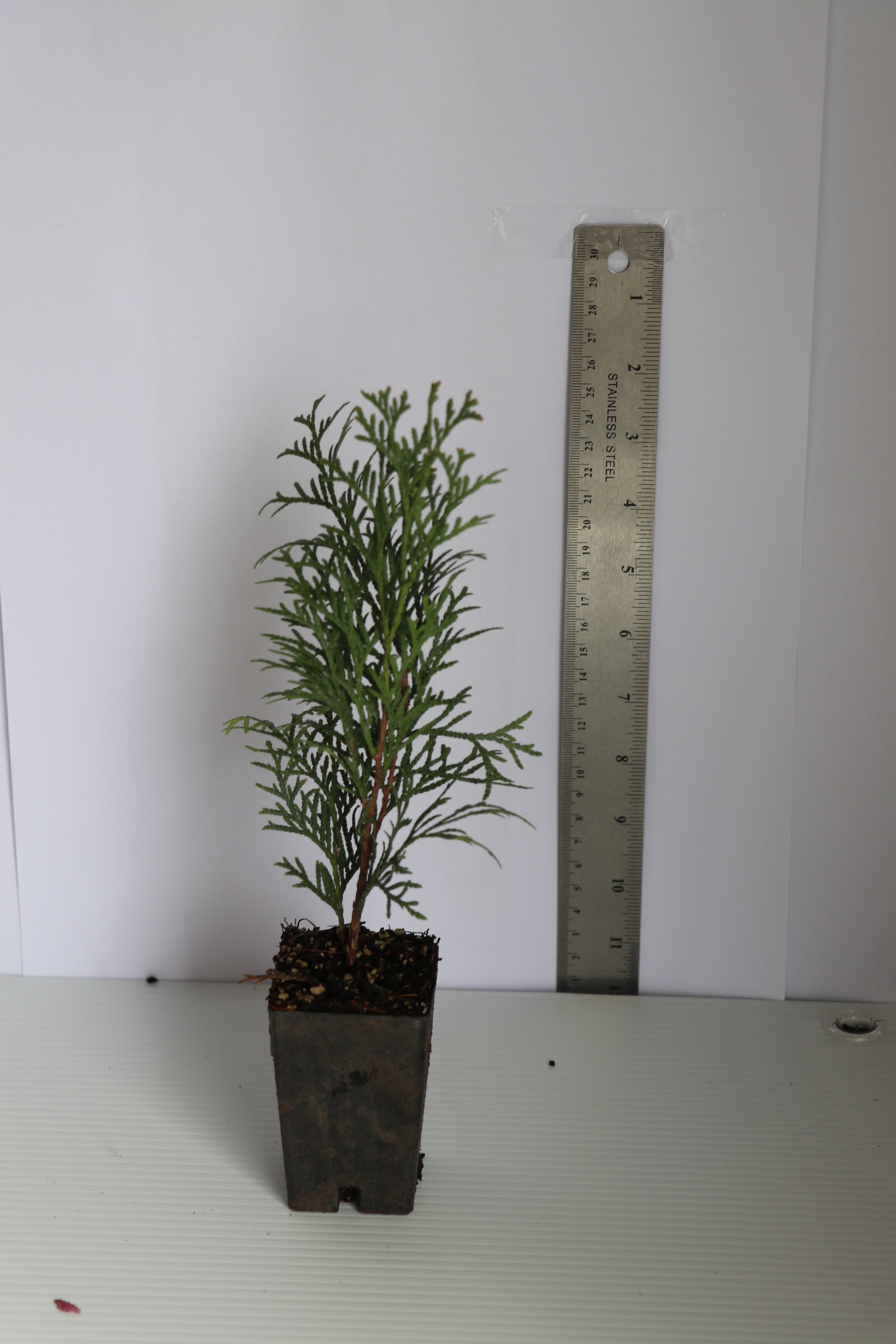 Thuja Smaragd