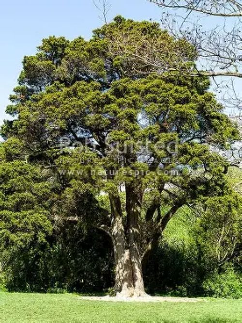 Podocarpus Totara