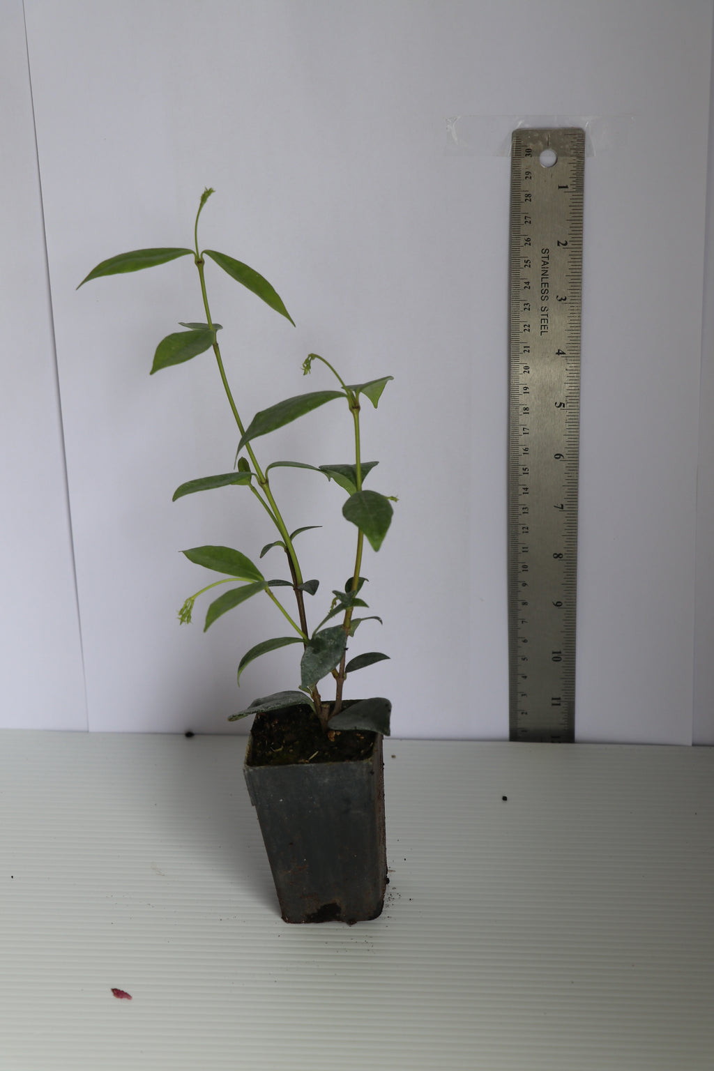 Trachelospermum Jasminoides - Star Jasmine