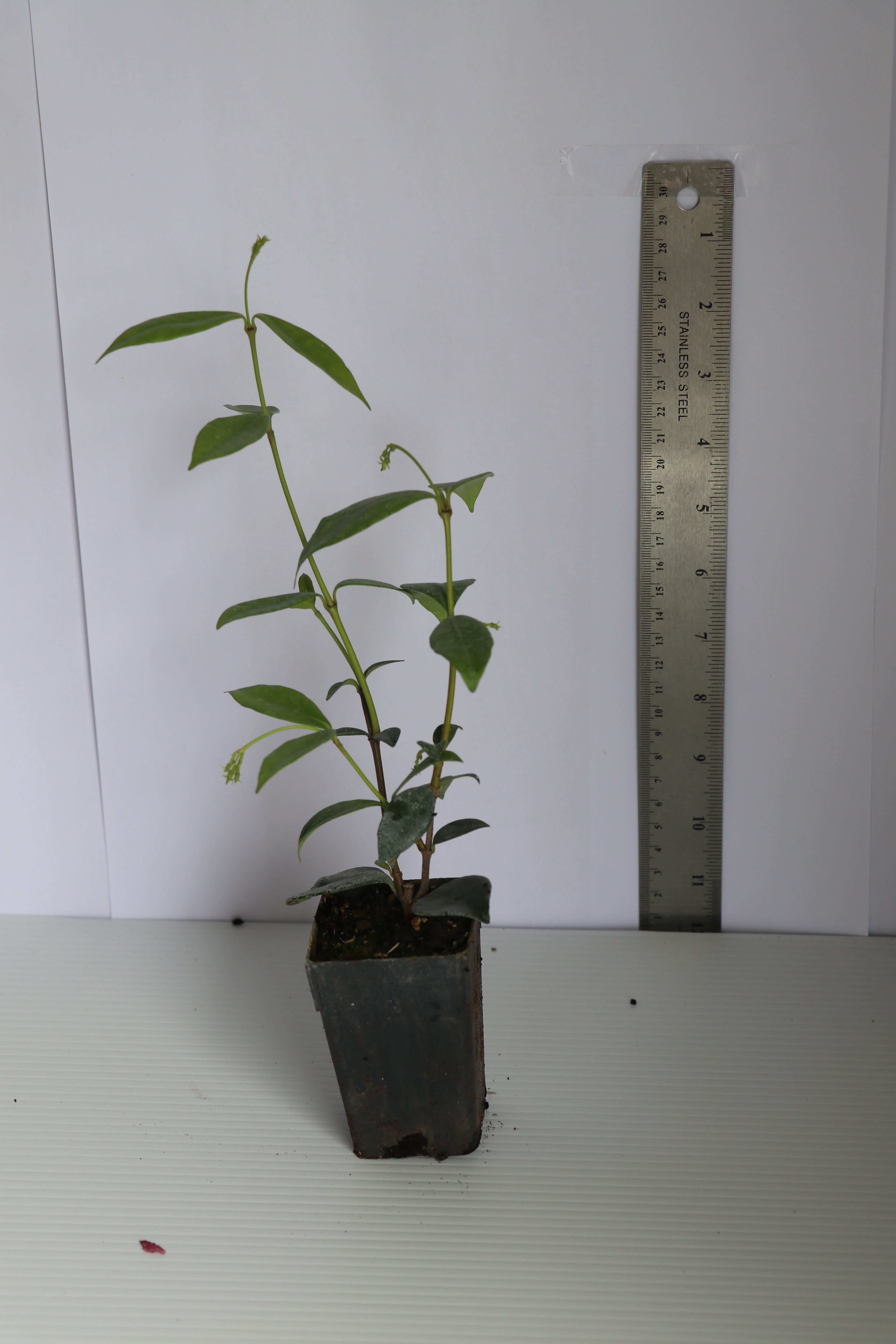 Trachelospermum Jasminoides - Star Jasmine