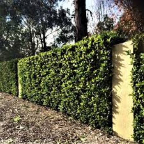 Viburnum Dense Fence