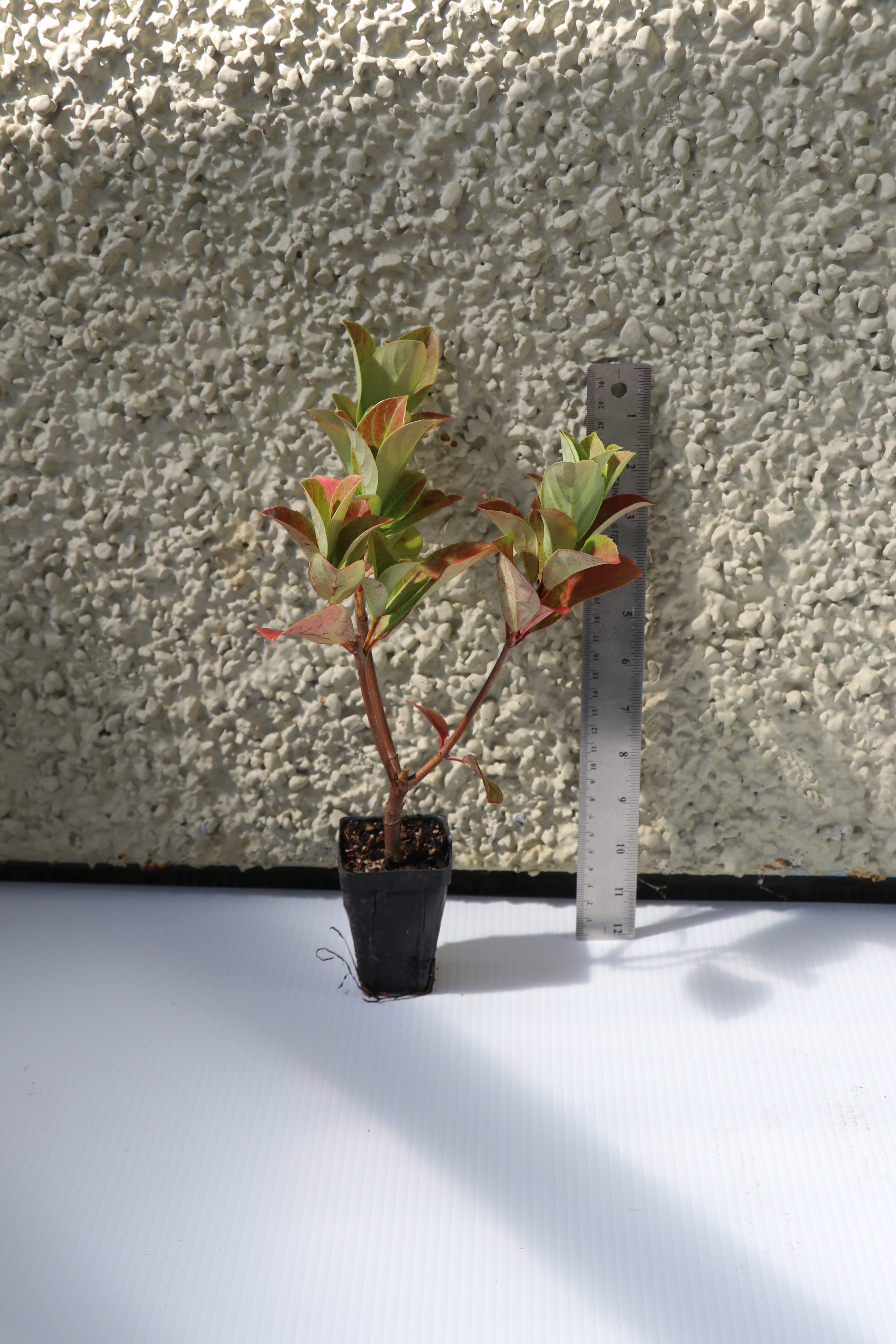 Viburnum Dense Fence