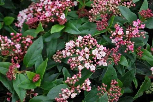 Viburnum Eve Price