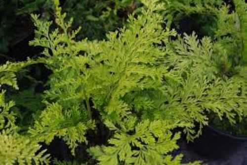 Asplenium Bulbiferum - Hen and Chicken Fern