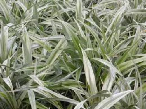 Astelia Silver Shadow