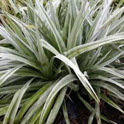 Astelia Silver Shadow
