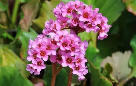Bergenia Cordifolia Pink