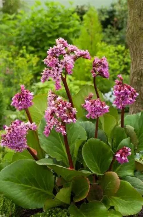 Bergenia Cordifolia Pink