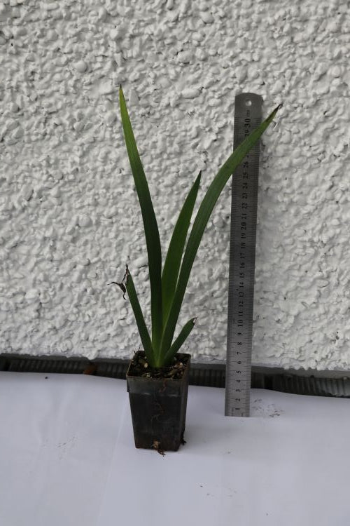 Anigozanthos Gold Velvet