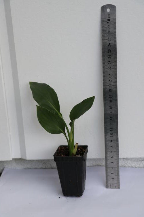 Strelitzia - Bird of Paradise