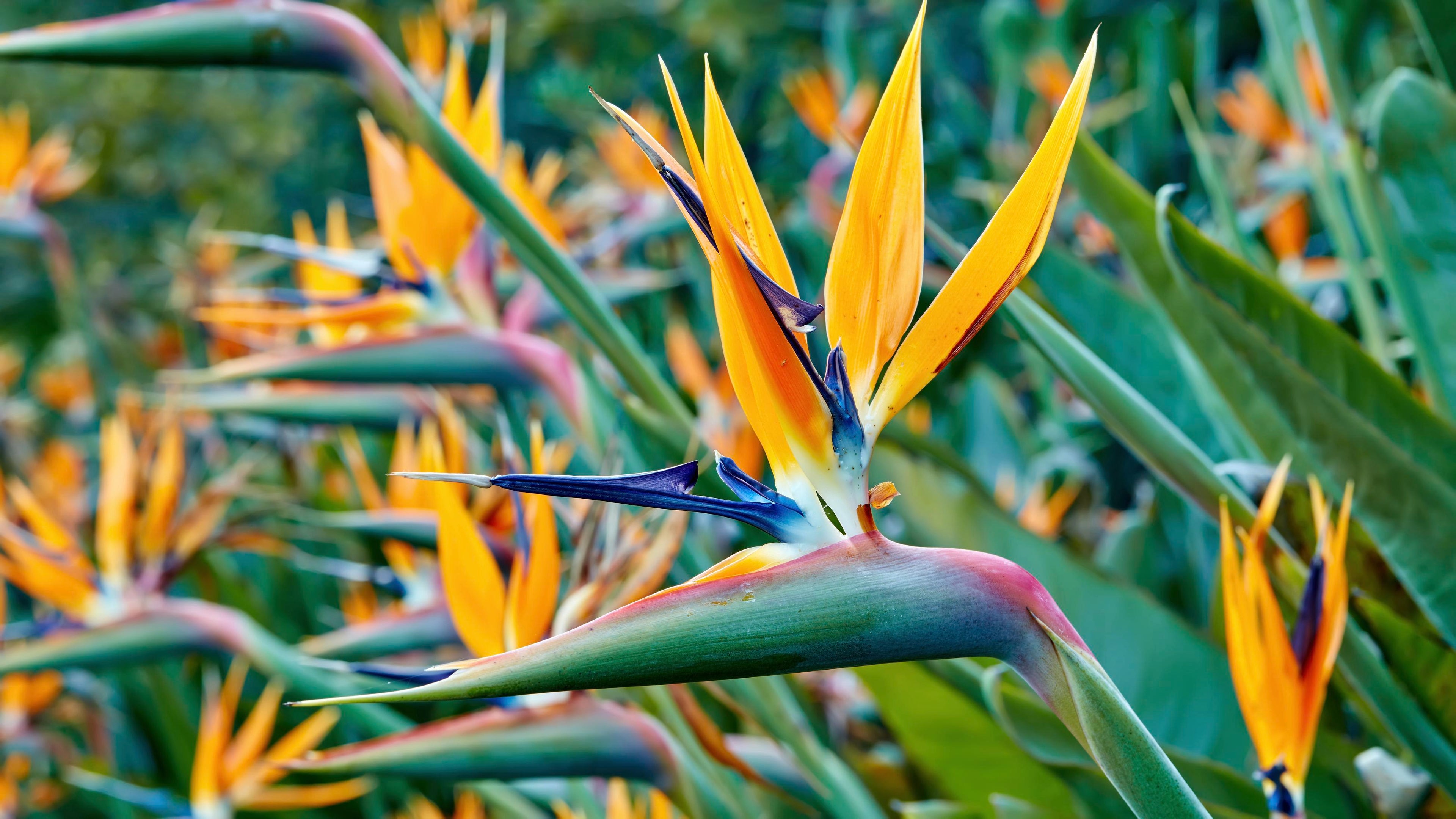 Strelitzia - Bird of Paradise