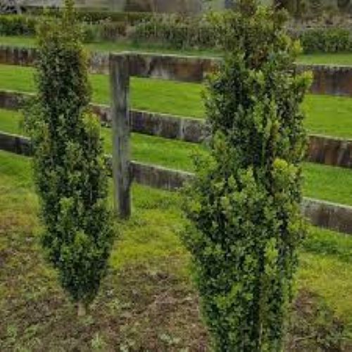 Buxus Graham Blandy