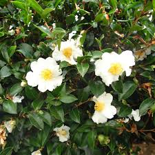Camellia Setsugekka