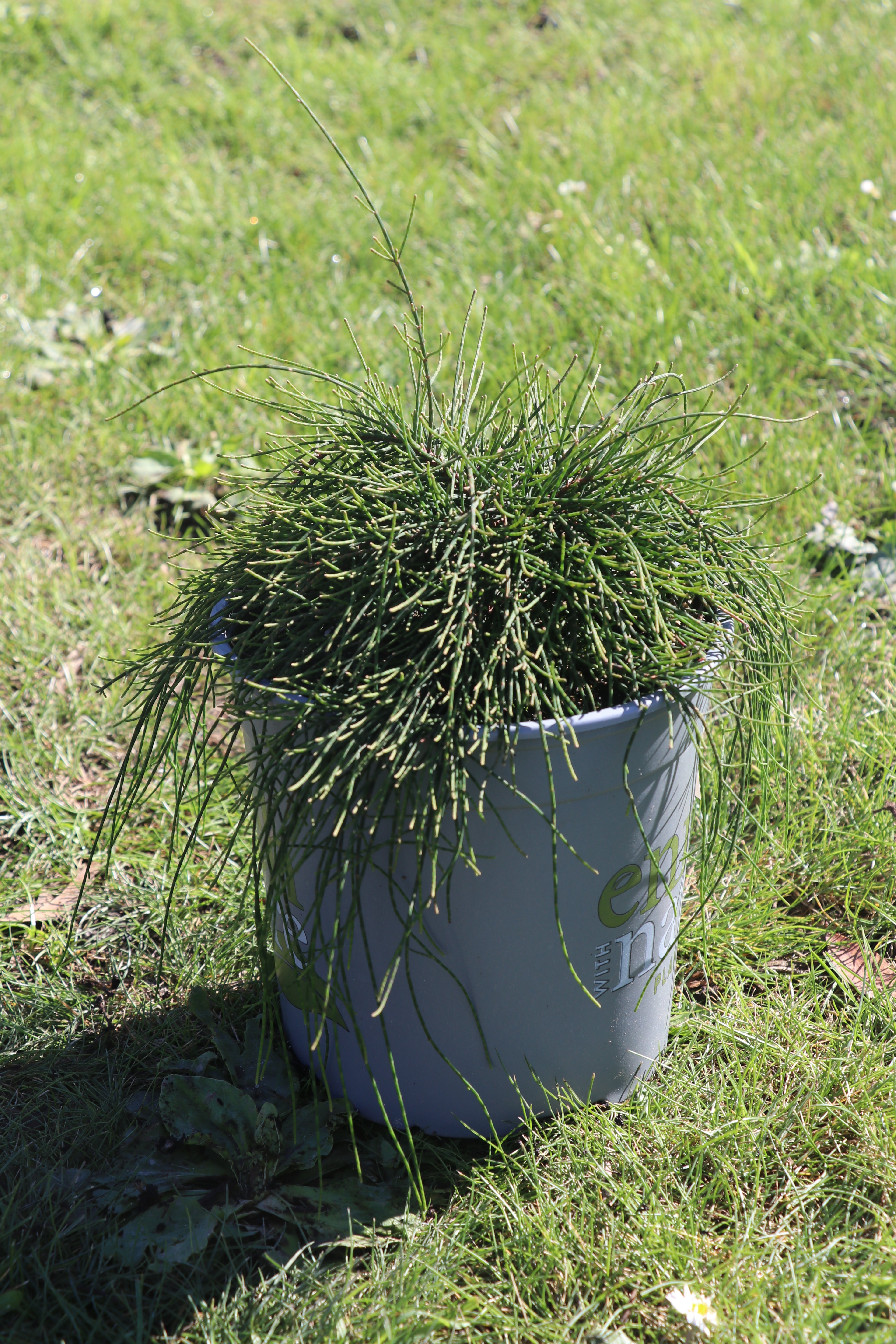 Casuarina Cousin It