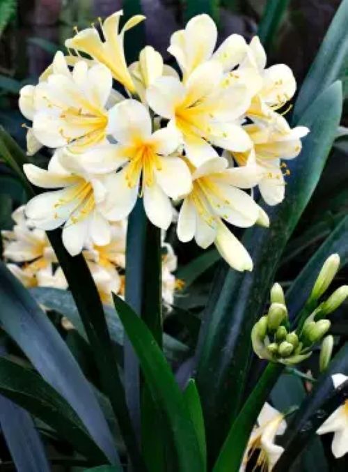 Clivia Yellow