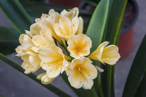 Clivia Yellow