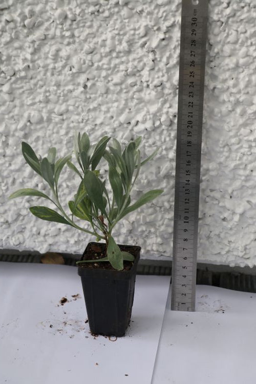 Convolvulus Cneorum