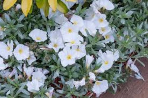 Convolvulus Cneorum