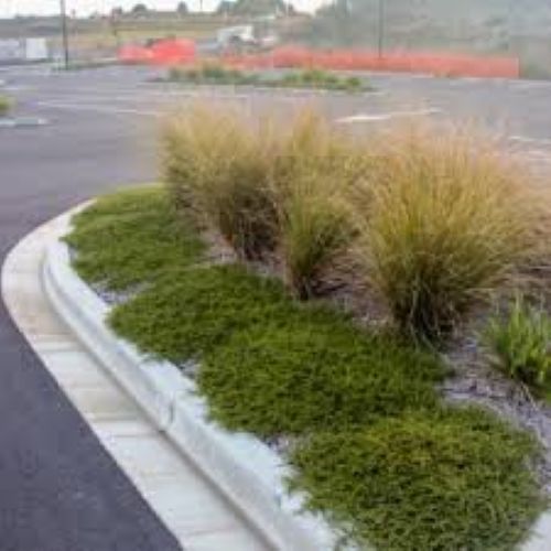 Coprosma Hawera