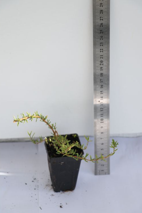 Coprosma Hawera