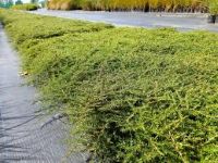 Coprosma Hawera
