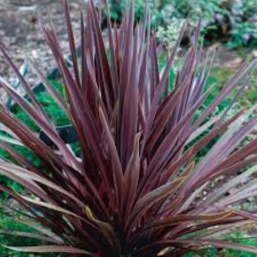 Cordyline Sensation