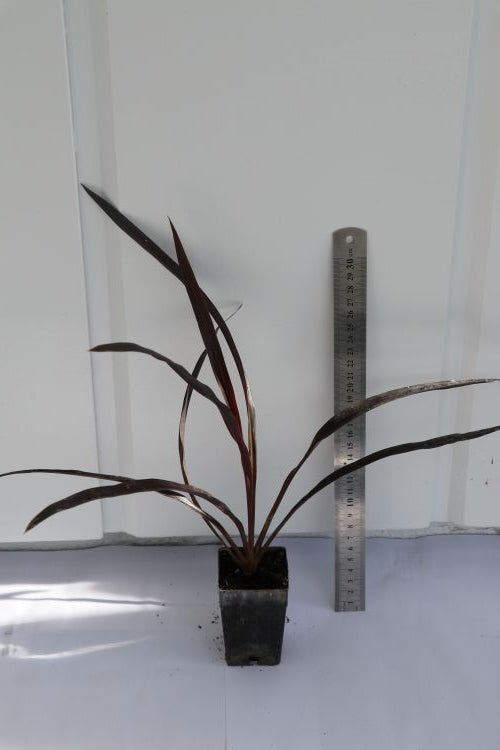 Cordyline Sensation