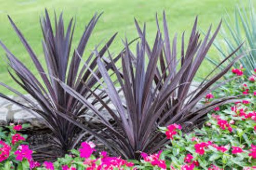 Cordyline Sensation