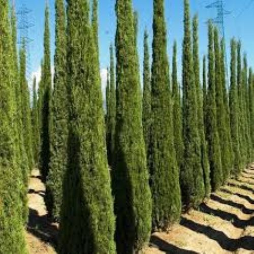 Cupressus Gracilis