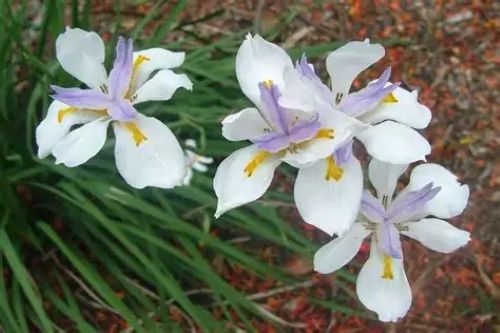 Dietes Grandiflora