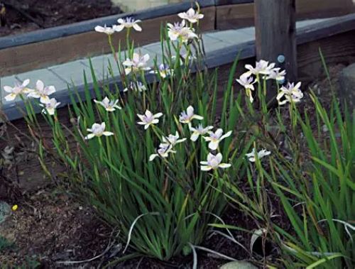 Dietes Grandiflora