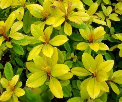 Escallonia Gold Brian