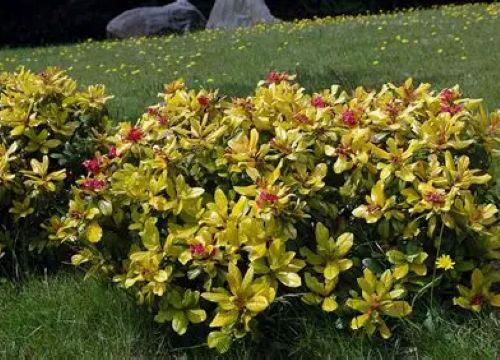 Escallonia Gold Brian