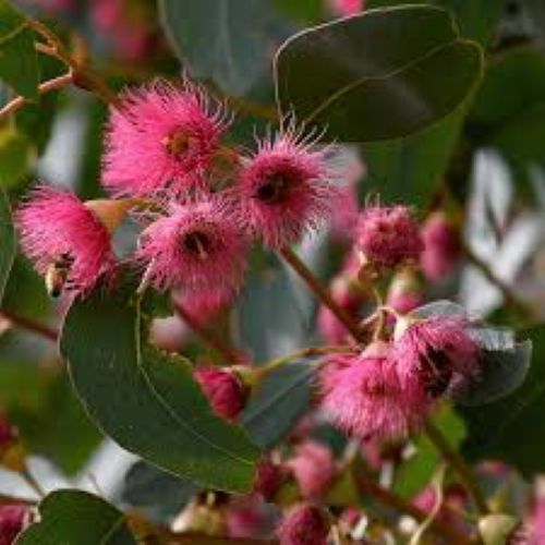 Eucalyptus sideroxylon Rosea