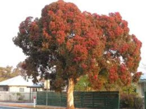 Eucalyptus sideroxylon Rosea