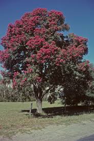 Eucalyptus sideroxylon Rosea