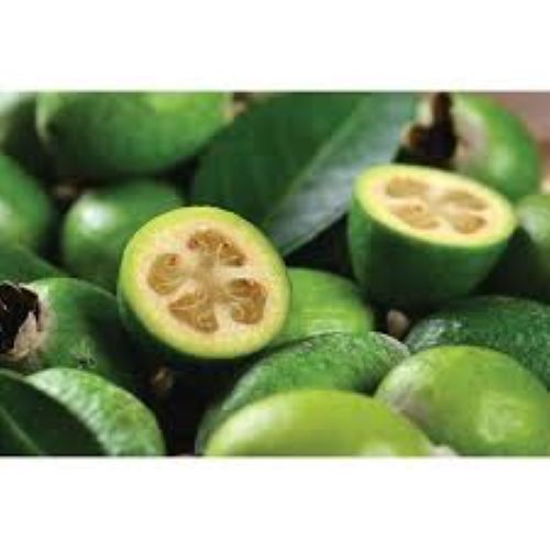 Feijoa Mammoth