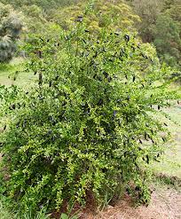 Finger Lime - Citrus australasica