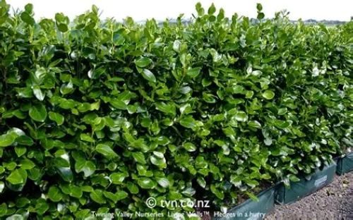 Griselinia Ardmores Emerald