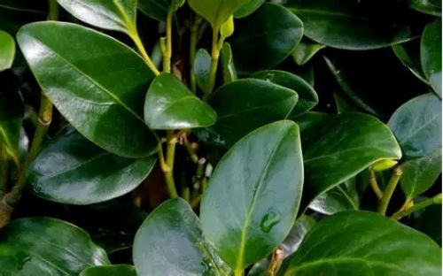 Griselinia Ardmores Emerald