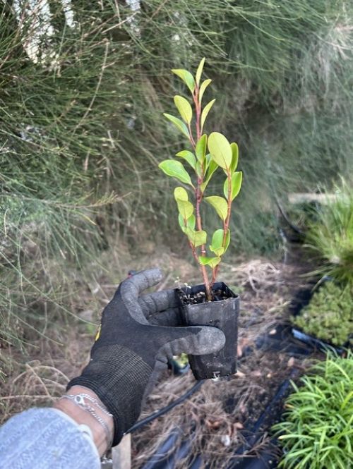 Griselinia Canterbury