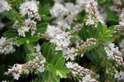 Hebe Wiri Mist