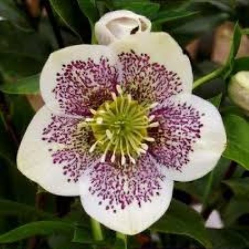 Helleborus Conny - Winter Rose