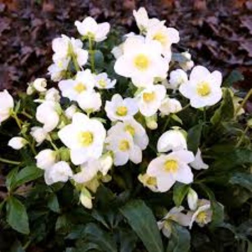 Helleborus Jasper - Winter Rose
