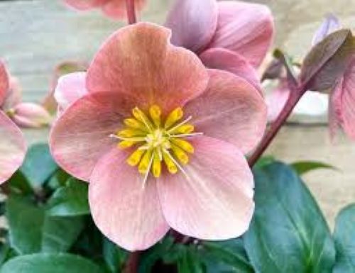 Helleborus Marlon